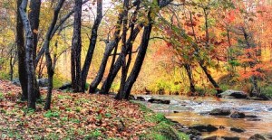 The first Ledbetter’s in America (1636, Virginia Colony) and their descendants